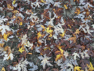 plants and beautiful flower