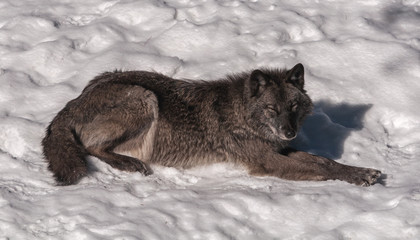 Black fox in the snow