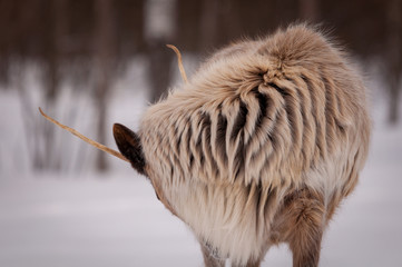 Caribou fur close-up in winter