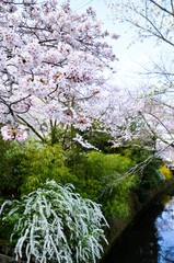 京都　哲学の道の桜とユキヤナギ