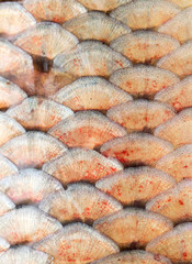 scales of fish as background