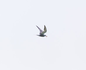 Seagull in the sky