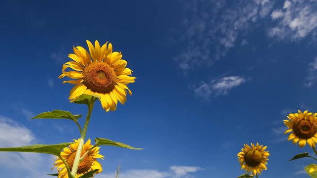 Timelapse of sunflower with sky