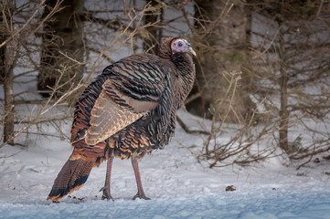 Wild turkey in the winter forest