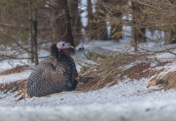 Wild turkey in the winter forest