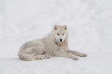 Arctic wolf in the snow.