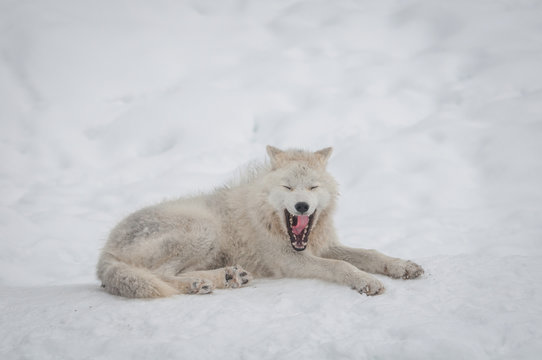 Arctic wolf in the snow.