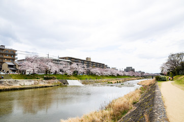 Fototapeta premium 京都 高野川沿いの桜