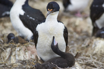 Imperial Shag (Phalacrocorax atriceps albiventer) with chicks on the edge of a large colony on Bleaker Island in the Falkland Islands