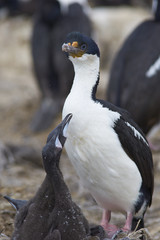Fototapeta premium Imperial Shag (Phalacrocorax atriceps albiventer) with chicks on the edge of a large colony on Bleaker Island in the Falkland Islands