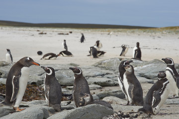 Gentoo Penguins (Pygoscelis papua) and Magellanic Penguins (Spheniscus magellanicus) on a large sandy beach on Bleaker Island in the Falkland Islands.