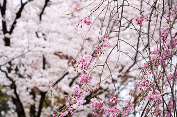 京都　平野神社の桜