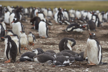 Naklejka premium Colony of Gentoo Penguins (Pygoscelis papua) with chicks on Bleaker Island in the Falkland Islands
