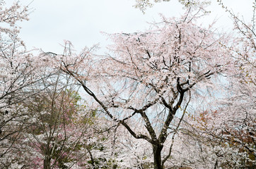 Fototapeta premium 京都 平野神社の桜