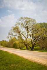 Fototapeta na wymiar A beautiful norther Europe landscape with a road in late spring
