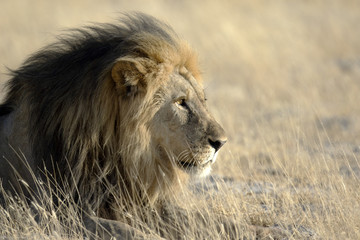 Naklejka na ściany i meble Lion in Etosha National Park.