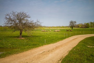A beautiful norther Europe landscape with a road in late spring