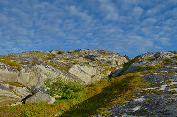 Northern landscape in the summer.