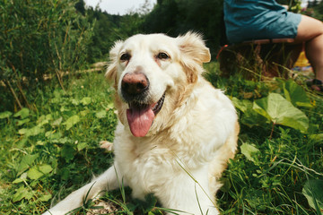 Cute white labrador dog smiling face closeup