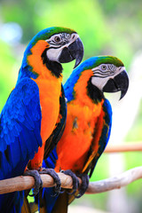 Close up two beautiful parrots standing on the branch