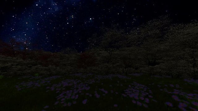 Spring forest, time lapse starry sky