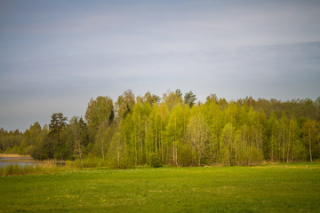 Fototapeta na wymiar A beautiful norther Europe forest landscape in late spring
