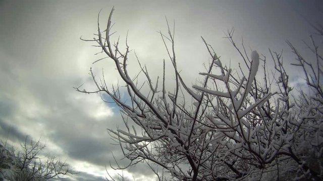 time lapse of snow covered branches and clouds