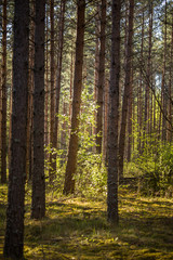 Fototapeta na wymiar A beautiful norther Europe forest landscape in late spring