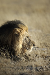 Lion in Etosha National Park.