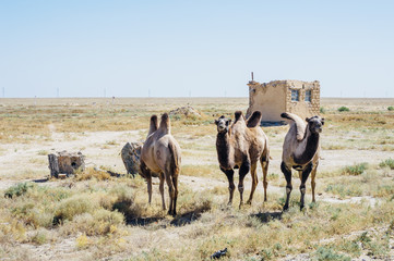 Camels in steppe near the border in Karakalpakstan, Uzbekistan