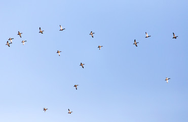 a flock of ducks on a blue sky