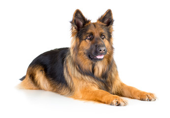 German shepherd long-haired dog lying isolated