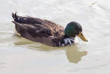 duck swims in the lake