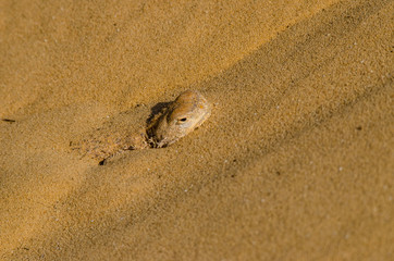 Desert lizard on a sand dune
