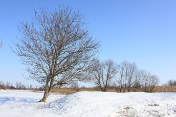 Деревья на фоне голубого неба и снега зимой.
