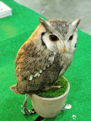 Tiny Owl.