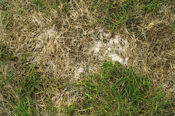 Snow mold on the lawn - obrazy, fototapety, plakaty