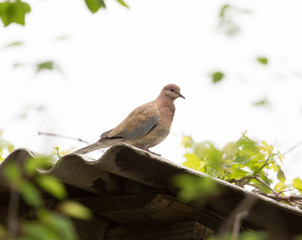 pigeon on nature