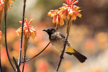 Goa away bird Namibia