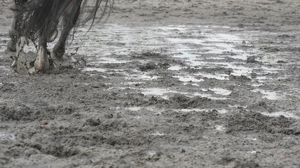 Feet of horse running on mud. Close-up of legs of stallion jogging at the wet muddy ground. Close up of paws galloping. Slow motion - Powered by Adobe