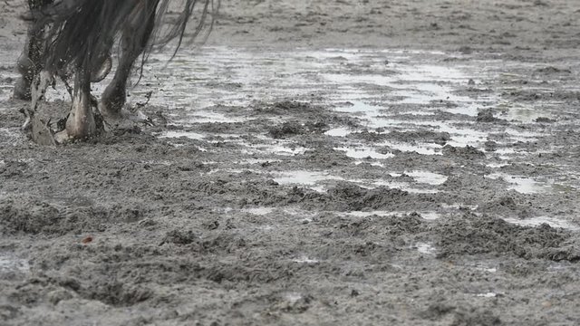 Feet of horse running on mud. Close-up of legs of stallion jogging at the wet muddy ground. Close up of paws galloping. Slow motion