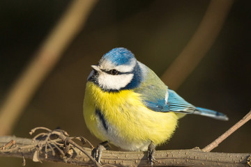 Fototapeta premium tit on a branch