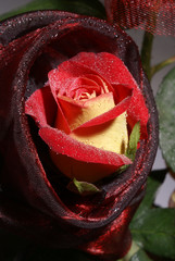 Bouquet of fresh roses./Bouquet of fresh roses, flower bright background.