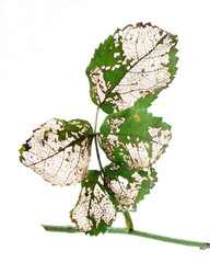 Allantus cinctus - skeletons leaf - obrazy, fototapety, plakaty