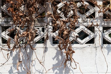 Dry leaf on the wall