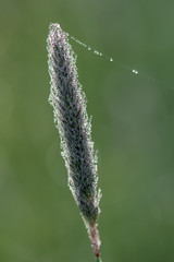 Dewy grass