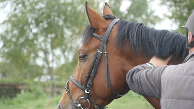 Young man stroking brown horse outdoors. Male jockey caresses and petting the stallion at nature. Care and love for the animals. Close up Slow motion
