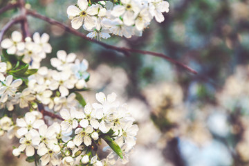 Branch of white cherry blossoms