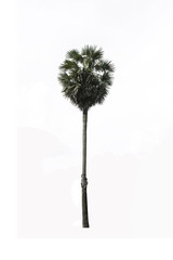 Palm  plant tree on white background