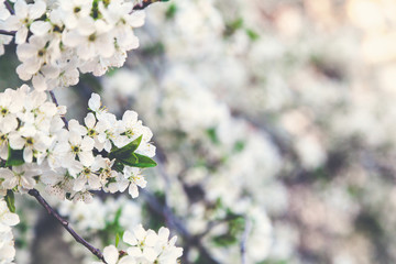 Branch of white cherry blossoms